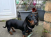 Miniture daschund