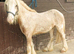 Mini gypsy cob passported