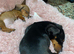 Miniature dachshund
