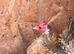 Pair of frizzle serama