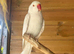 Albino Indian ringneck
