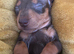 Miniature Dachshund