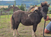 Lovley shetland foal