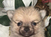 Stunning Pomchi Puppies