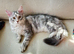 Beautiful Maine Coon Kittens