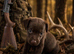 Patterdale puppies