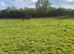 Ex polo pony for part loan