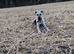 Boy dog saluki collie greyhound whippet