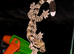 Kuhls Flying Geckos CB26 x2
