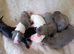 REDEVELYN WHIPPET'S, KC REG NR GLOUCESTER.