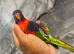 Handreared Lovely Rainbow Lorikeet Parrot,6