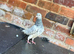 Pakistani pigeons