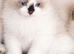 Ragdoll Cross