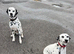 Pedigree Dalmatians waiting list due end sep