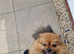 Female pom pom