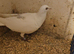Lambretch cock bird