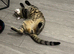 1 year old male cat