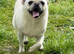 Kc registered white pug stud