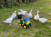 Friendly Home-Reared Geese &ndash; Used to Children