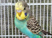 Beautiful Budgies - Various colours