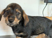Ready to go Schnoxie pups ,