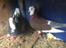 Pigeons