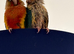 Two lovely conures