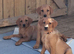 2 Stunning Fox Red Labradors