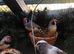 Black cheek Zebra finches