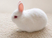 One female Netherland Dwarf