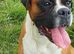 Boxer boy puppy