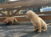 Labrador pups