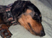 2 dachshund for rehoming