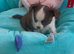 long coat stunning quality chihuahuas