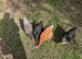 10 Chickens- All egg laying