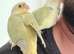 Baby Mooncheck and Suncheek conures 4-6 weeks