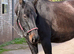 Big and beautiful - Winter Warmblood project
