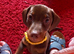 Dachshund X Puppies