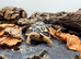 Indian Star Tortoise at Birmingham Reptiles