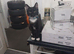 tuxedo and black cat (brothers)
