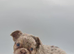 Kc reg Fluffy french bulldog puppies