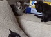 British shorthair Cross kittens