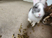 Continental giant bunnies
