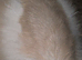 Angora x Lionhead Doe.