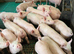 piglets For sale