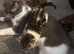 Stunning baby kitten looking for her forever home last baby left