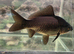 Black comet goldfish