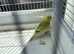 Budgie