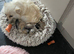 Beautiful Tiny Girl avai