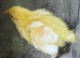 Jumbo quail chicks
